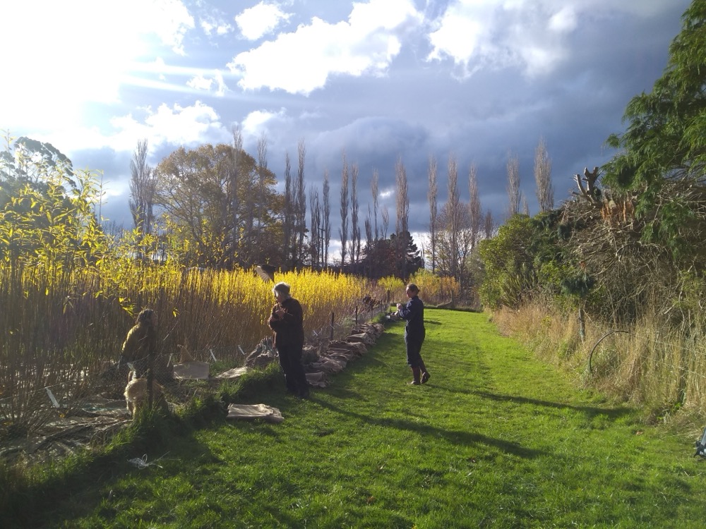 Willow beds looking beautiful in their autumn colours. Spot the Pīwakawaka photo bombing Jill's head!