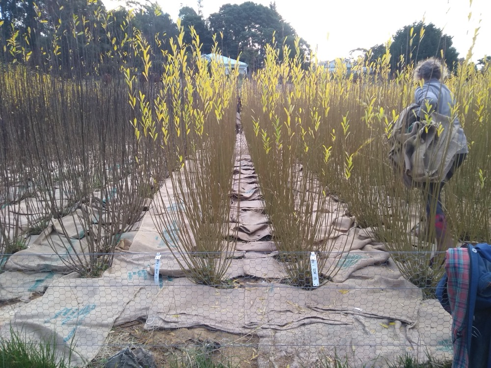 A thick mulch of sacks going down before harvest.