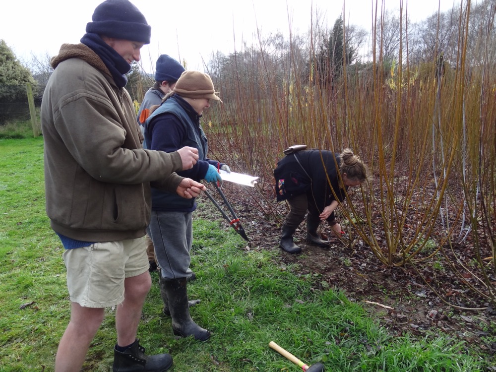 Three year old willow beds at the Invermay site. Harvest about to begin, July 2014.