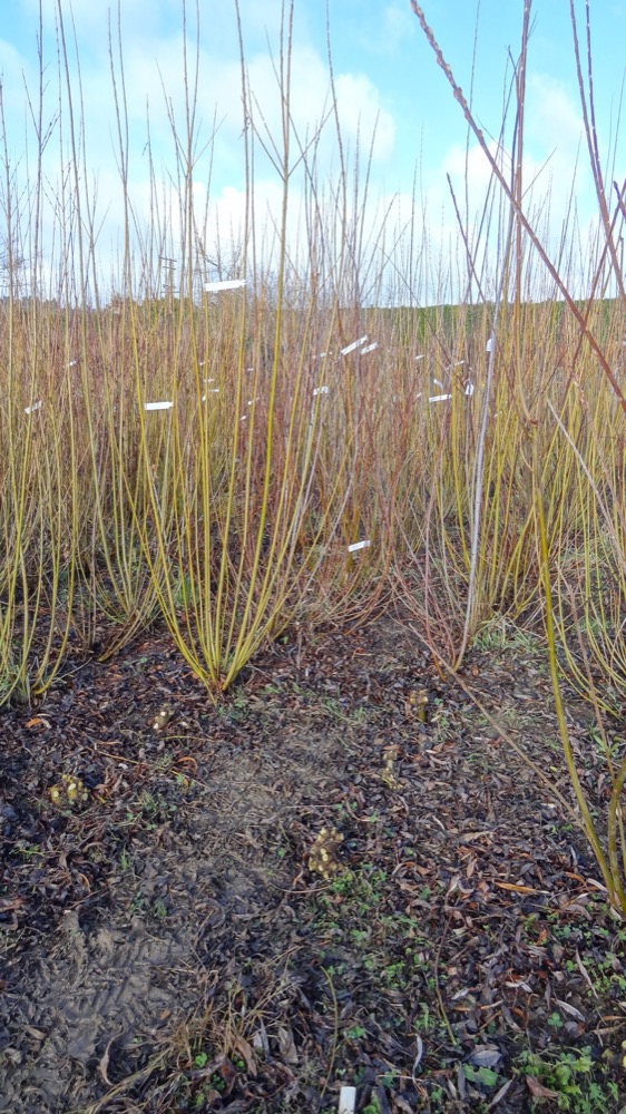 Taieri willow harvest July 2013, two years after the willow beds first established, labels indicating different varieties.