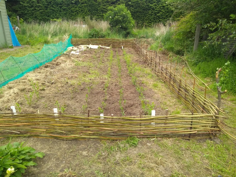 A willow fence to keep rabbits from eating our young willow cuttings at the Taieri site, November 2022.