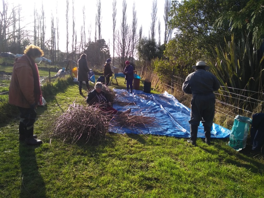 Sorting, grading and bundling Salix purpurea "Green Dicks"