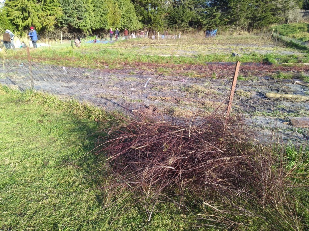 Harvested rods of one-year old Salix purpurea "Nana", all very short with dense branching.