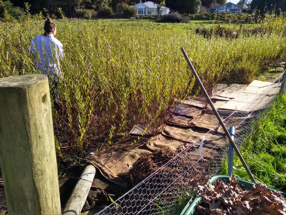 Weeding, Mulching and Aphid Day cover image