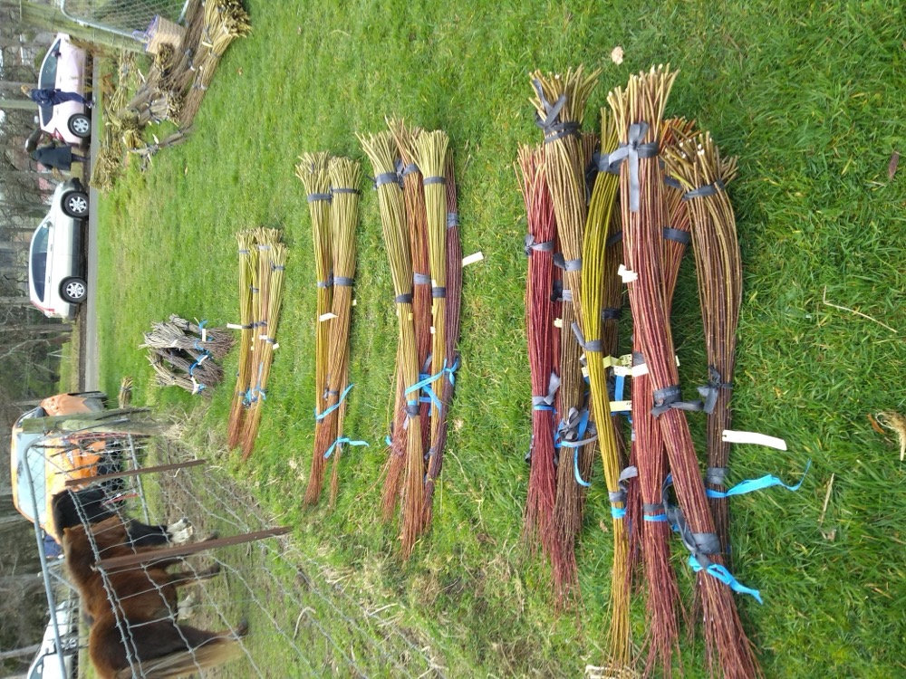 Bundled and labelled willow waiting to go to storage. Blue ties identify willow set aside for Beginners Workshops next year.