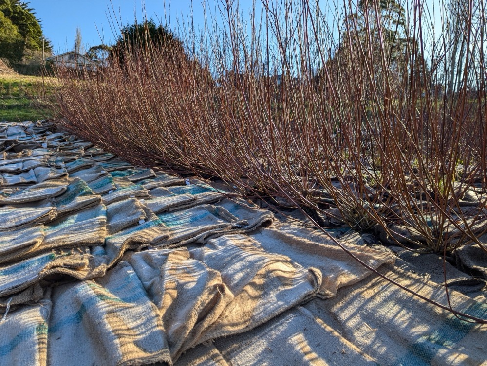 Frost on the sack mulch on harvest morning. Leicestershire Dicks is such an awkward variety to cut!